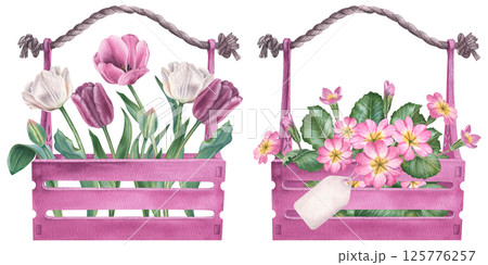 Pink primula flowers and tulips with green leaves in wooden boxes. Hand drawn watercolor botanical illustration with plants on isolated background. Floral drawing can be use as print, poster, sticker Pink primula flowers and tulips with green leaves in wooden boxes. Hand drawn watercolor botanical illustration with plants on isolated background. Floral drawing can be use as print, poster, sticker 125776257