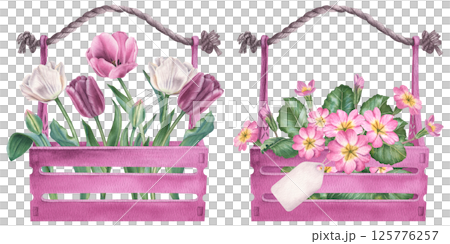 Pink primula flowers and tulips with green leaves in wooden boxes. Hand drawn watercolor botanical illustration with plants on isolated background. Floral drawing can be use as print, poster, sticker Pink primula flowers and tulips with green leaves in wooden boxes. Hand drawn watercolor botanical illustration with plants on isolated background. Floral drawing can be use as print, poster, sticker 125776257