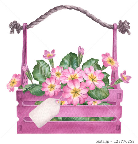 Pink primula flowers are in a wooden box with a label. A hand drawn watercolor botanical illustration of a primrose is on an isolated background. It can be used as a print, poster or sticker Pink primula flowers are in a wooden box with a label. A hand drawn watercolor botanical illustration of a primrose is on an isolated background. It can be used as a print, poster or sticker 125776258