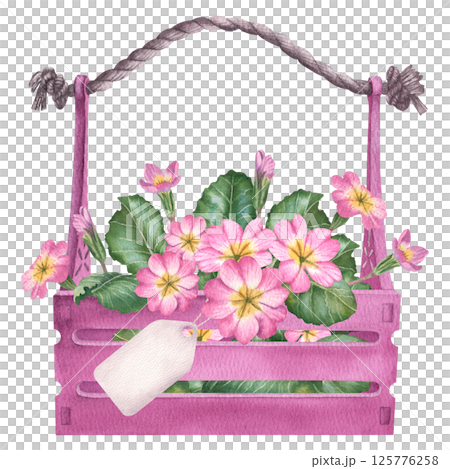 Pink primula flowers are in a wooden box with a label. A hand drawn watercolor botanical illustration of a primrose is on an isolated background. It can be used as a print, poster or sticker Pink primula flowers are in a wooden box with a label. A hand drawn watercolor botanical illustration of a primrose is on an isolated background. It can be used as a print, poster or sticker 125776258