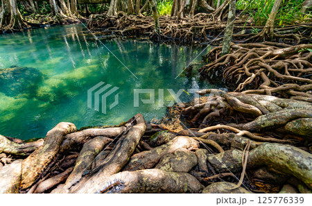 Tropical trees roots in swamp forest and crystal clear water stream canal at Tha Pom Klong Song Nam mangrove wetland Krabi Thailand Beautiful nature view Tropical trees roots in swamp forest and crystal clear water stream canal at Tha Pom Klong Song Nam mangrove wetland Krabi Thailand Beautiful nature view 125776339