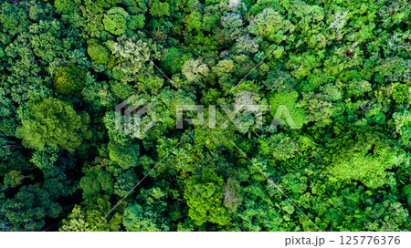 Aerial view Tropical Rainforest trees mountains,Top view green forest background 125776376