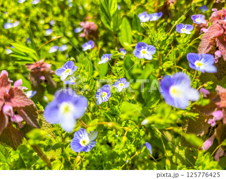 春の色鮮やかな青い花～スプリングタイム～ 125776425