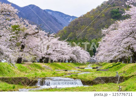 春の桜並木　満開の観音寺川の桜　福島県猪苗代町 125776711