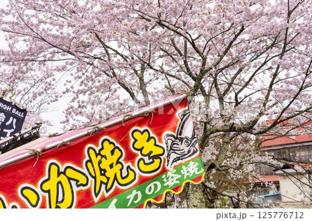 春の桜並木　満開の観音寺川の桜　福島県猪苗代町 125776712