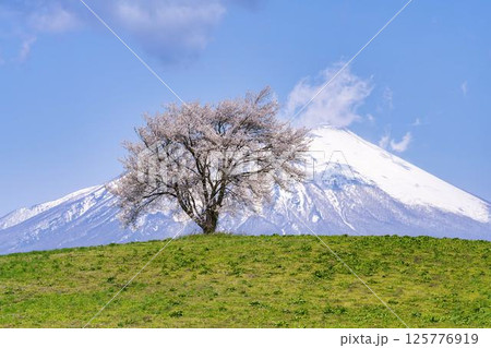 満開になった滝沢(三角山)の一本桜と岩手山 岩手県滝沢市 満開になった滝沢(三角山)の一本桜と岩手山 岩手県滝沢市 125776919