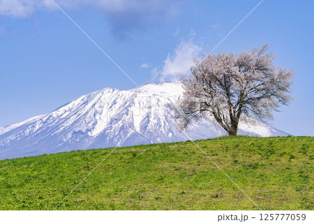 満開になった滝沢(三角山)の一本桜と岩手山 岩手県滝沢市 満開になった滝沢(三角山)の一本桜と岩手山 岩手県滝沢市 125777059