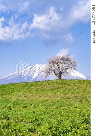 満開になった滝沢（三角山）の一本桜と岩手山　岩手県滝沢市 125777061