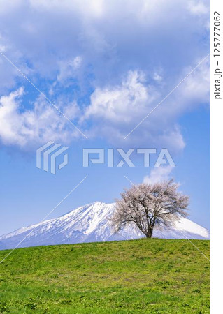 満開になった滝沢（三角山）の一本桜と岩手山　岩手県滝沢市 125777062