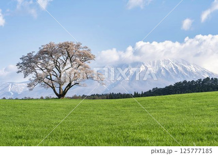 小岩井の一本桜と残雪の岩手山 岩手県雫石町 小岩井の一本桜と残雪の岩手山 岩手県雫石町 125777185