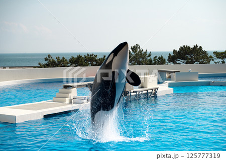 シャチのショー 125777319