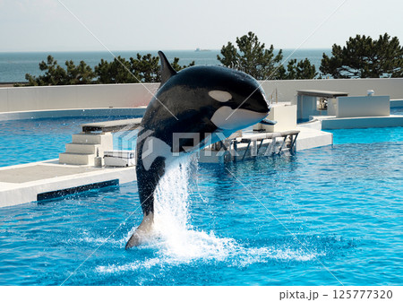 シャチのショー シャチのショー 125777320