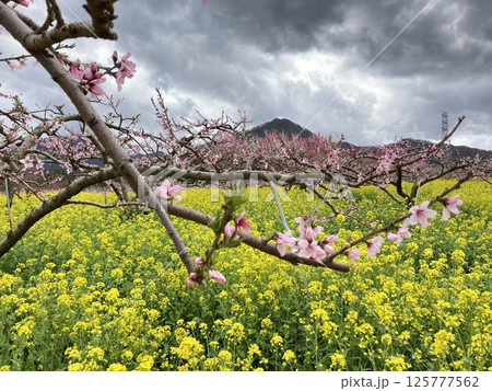 菜の花と桃の木花5 菜の花と桃の木花5 125777562