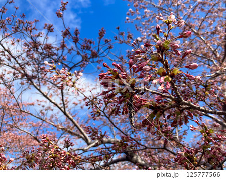 手宮公園 桜の名所 北海道小樽市 晴天 手宮公園 桜の名所 北海道小樽市 晴天 125777566