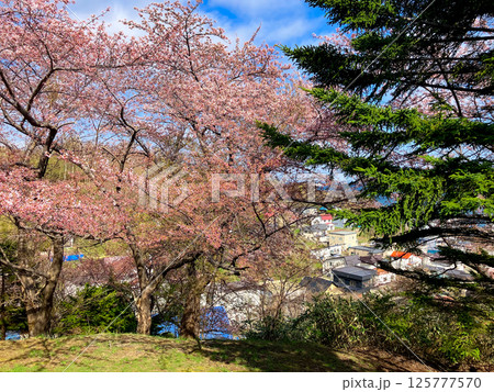 手宮公園 桜の名所 北海道小樽市 快晴 手宮公園 桜の名所 北海道小樽市 快晴 125777570