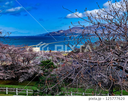 手宮公園 桜の名所 北海道小樽市 快晴の海 125777620