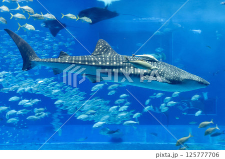 ジンベエザメ・熱帯の魚たち（沖縄県・本部町） 125777706