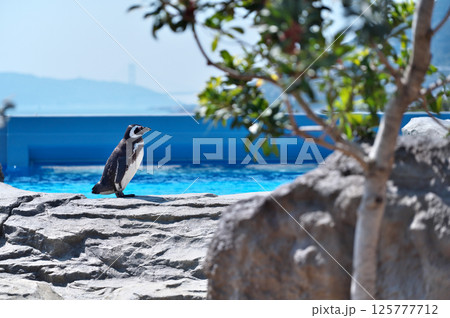 動物園のマゼランペンギン 動物園のマゼランペンギン 125777712