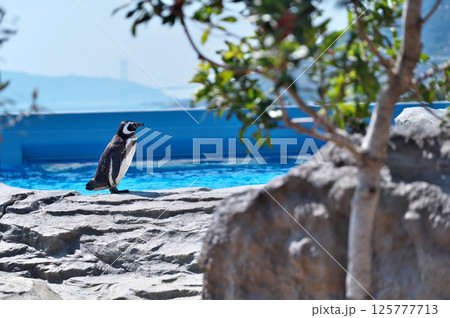 動物園のマゼランペンギン 125777713
