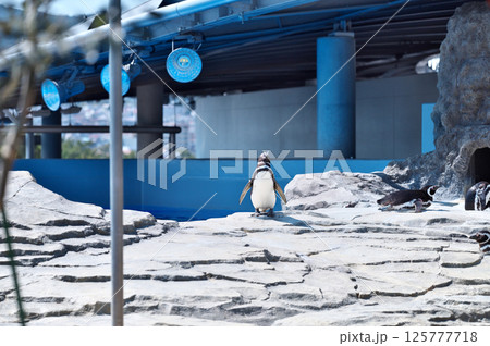 動物園のマゼランペンギン 125777718