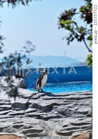 動物園のマゼランペンギン 125777722