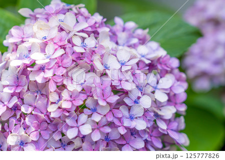 8月の紫陽花~青い花~ 8月の紫陽花~青い花~ 125777826