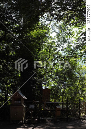 須佐神社 須佐神社 125777902