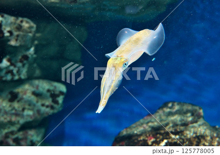 水族館のアオリイカ 125778005