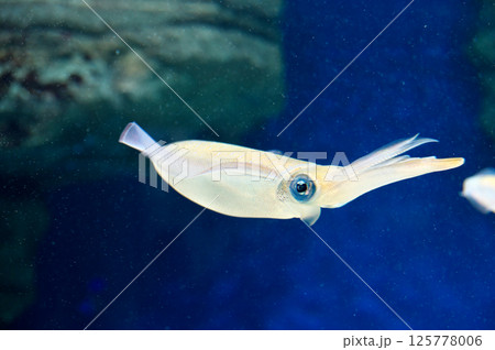 水族館のアオリイカ 水族館のアオリイカ 125778006