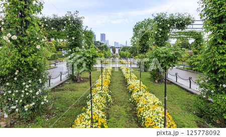 山下公園の春 山下公園の春 125778092