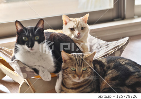 飼いネコ 125778226