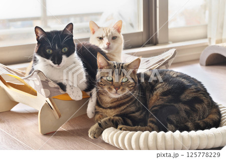 飼いネコ 飼いネコ 125778229