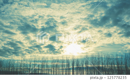 Beautiful young forest with magic light in the early morning. Nature landscape with dramatic cloudy morning sky Beautiful young forest with magic light in the early morning. Nature landscape with dramatic cloudy morning sky 125778235