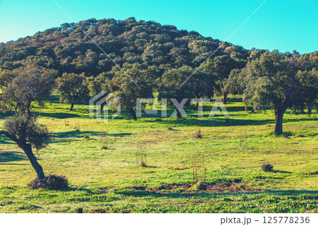 Plantation of cork oak trees on a sunny day. Natural background. Rural landscape Plantation of cork oak trees on a sunny day. Natural background. Rural landscape 125778236