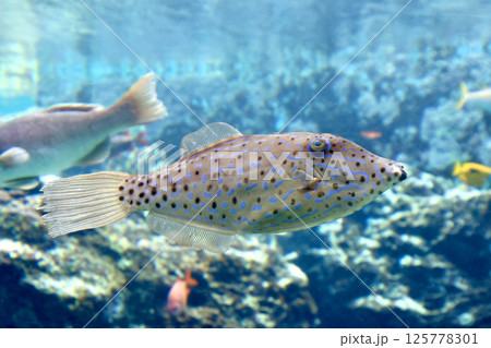 ソウシハギ・熱帯の魚たち（沖縄県・本部町） 125778301