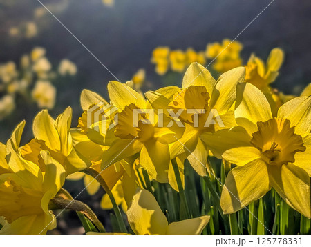 傾く日差しと黄色い水仙の花たち~シルエット・ロマンス~ 傾く日差しと黄色い水仙の花たち~シルエット・ロマンス~ 125778331