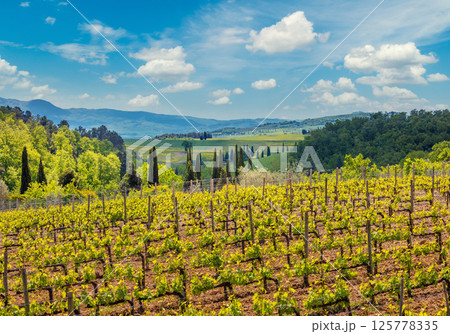 Grapevine plantation. Beautiful landscape of Tuscany. Mountain valley with blue sky, Italy, Europe 125778335