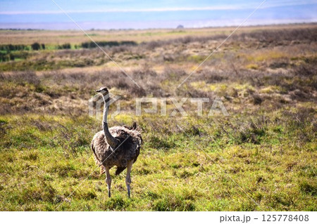 こちらを見つめるダチョウ こちらを見つめるダチョウ 125778408