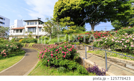 港の見える丘公園の春 125778423