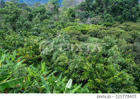 A dense and vibrant forest filled with a variety of trees 125778425