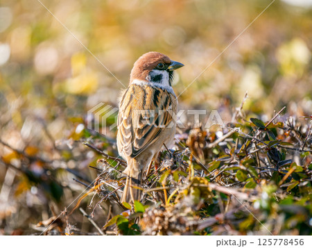 枝にとまるスズメ 枝にとまるスズメ 125778456