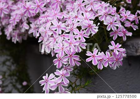 春の花 春の花 125778500