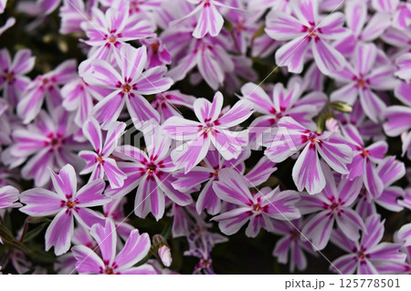 春の花 春の花 125778501