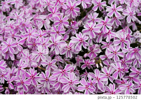 春の花 125778502