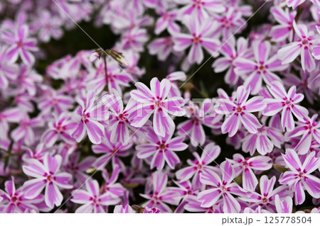 春の花 125778504
