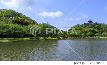 横浜の三渓園の春 125778553