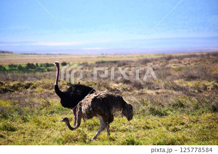 周囲に気を配るダチョウ 125778584