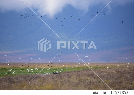 草陰に見えるカバと鳥たち 125778585