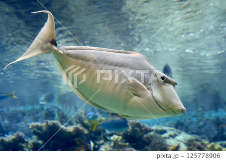 テングハギ・熱帯の魚たち（沖縄県・本部町） 125778906