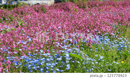 入場料無料の横須賀市ソレイユの丘の春 入場料無料の横須賀市ソレイユの丘の春 125778923